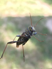 Neoclytus scutellaris