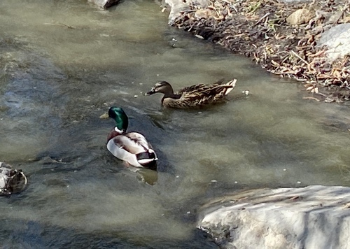 iNaturalist observation photo of Mallard