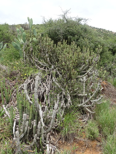 Euphorbia caerulescens, photograph 3