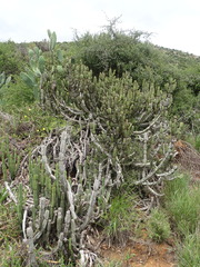 (c) Shaun Swanepoel, some rights reserved (CC BY) Euphorbia caerulescens, photograph (c) Shaun Swanepoel, some rights reserved (CC BY)