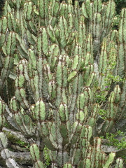 (c) Shaun Swanepoel, some rights reserved (CC BY) Euphorbia caerulescens, photograph (c) Shaun Swanepoel, some rights reserved (CC BY)