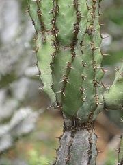 (c) Shaun Swanepoel, some rights reserved (CC BY) Euphorbia caerulescens, photograph (c) Shaun Swanepoel, some rights reserved (CC BY)