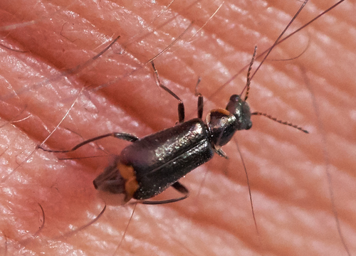 iNaturalist observation photo of Malachite Beetles