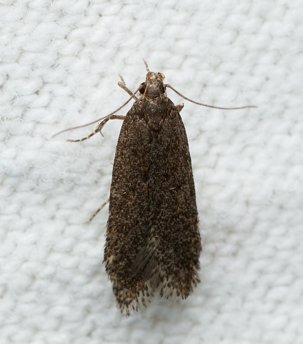 iNaturalist observation photo of Curved-horn Moths