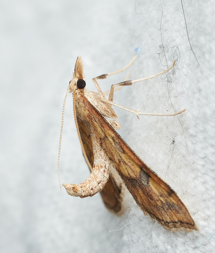 iNaturalist observation photo of Choristostigma elegantalis