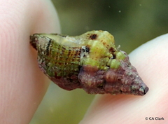 Peristernia chlorostoma