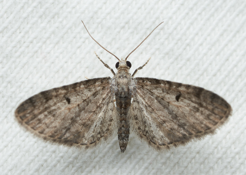 iNaturalist observation photo of Pug Moths