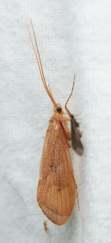 iNaturalist observation photo of Northern Caddisflies