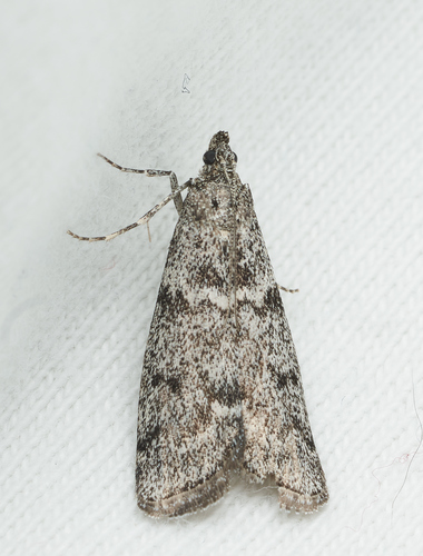 iNaturalist observation photo of Pyralid Snout Moths