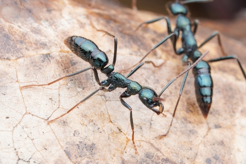 Leptogenys chalybaeaLeptogenys chalybaea