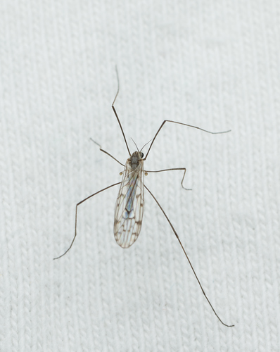 iNaturalist observation photo of Limoniid Crane Flies
