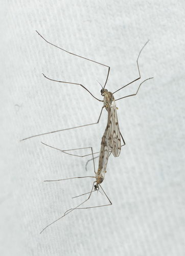 iNaturalist observation photo of Limoniid Crane Flies