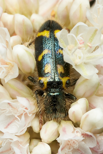 iNaturalist observation photo of Ornate Checkered Beetle