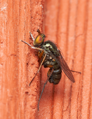iNaturalist observation photo of Tachytrechus sanus