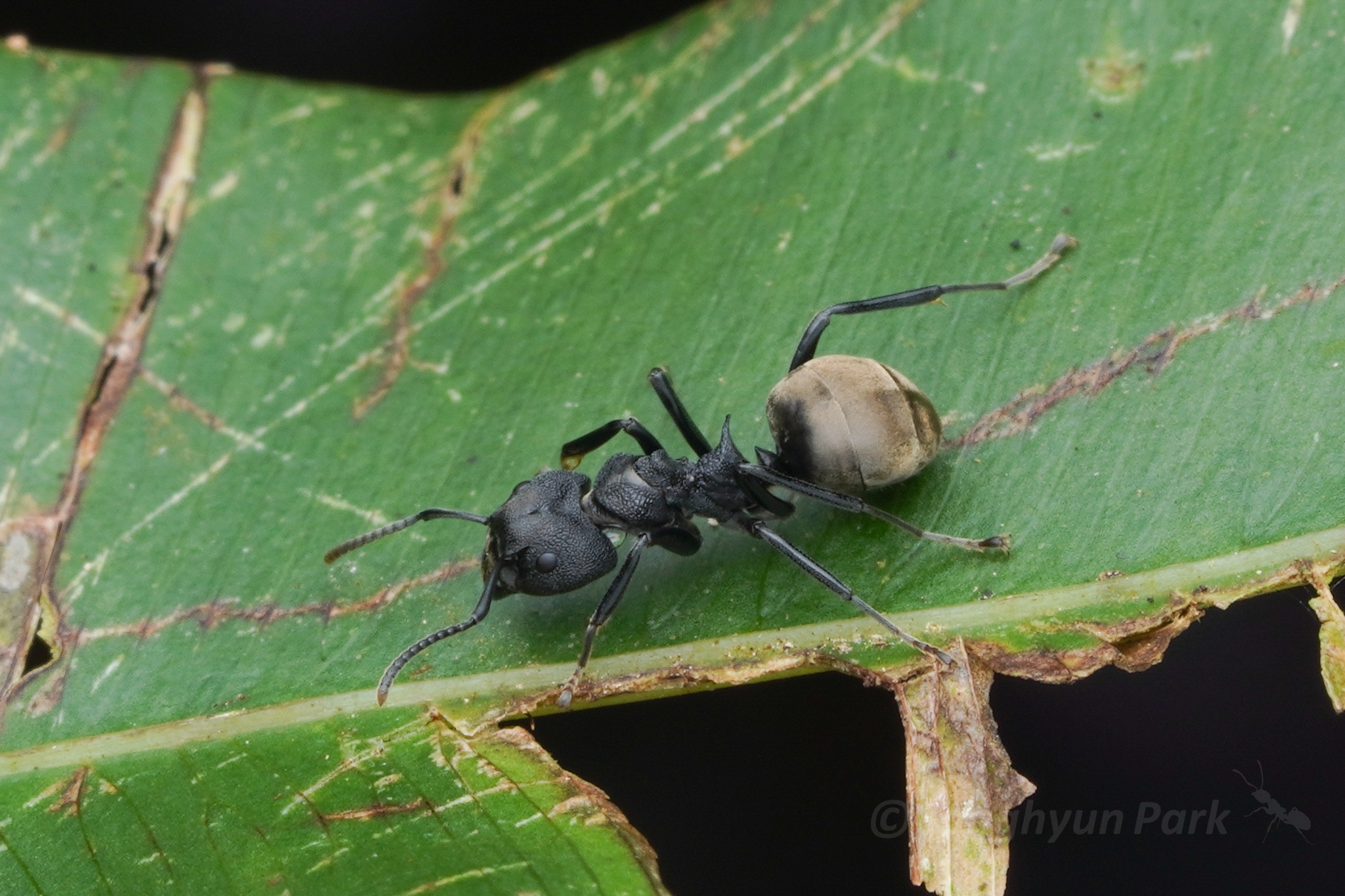 Dolichoderus magnipastor