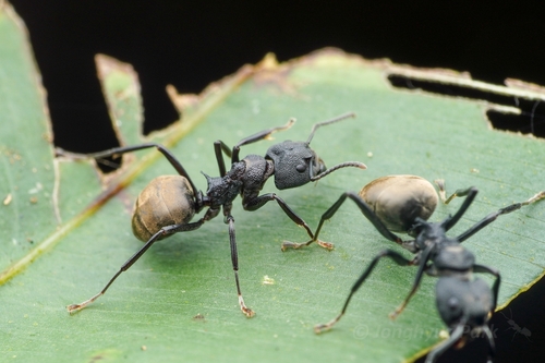 Dolichoderus magnipastorDolichoderus magnipastor