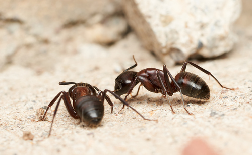 iNaturalist observation photo of Bicolored Carpenter Ant