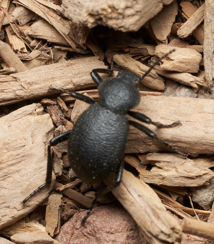 iNaturalist observation photo of Desert Stink Beetles
