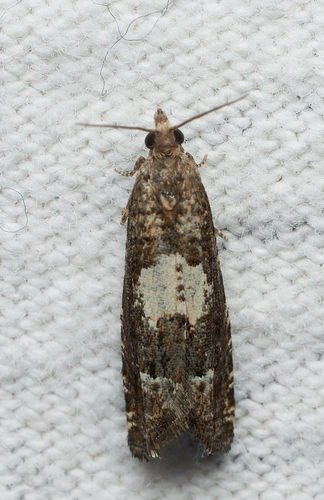 iNaturalist observation photo of Eucosma