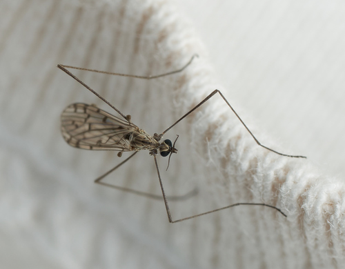iNaturalist observation photo of Symplecta cana