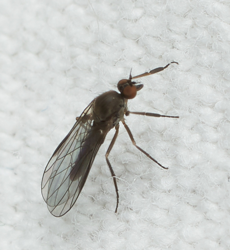 iNaturalist observation photo of Balloon Flies