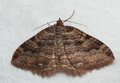 iNaturalist observation photo of Tissue Moth