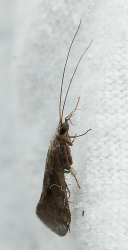 iNaturalist observation photo of Caddisflies