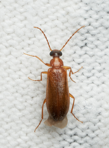 iNaturalist observation photo of Comb-clawed Darkling Beetles