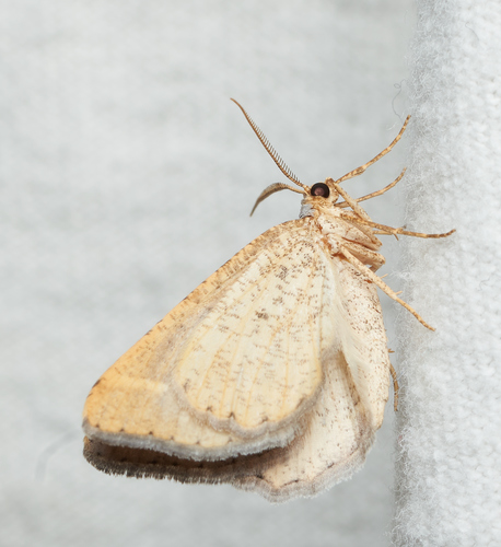 iNaturalist observation photo of Geometer Moths