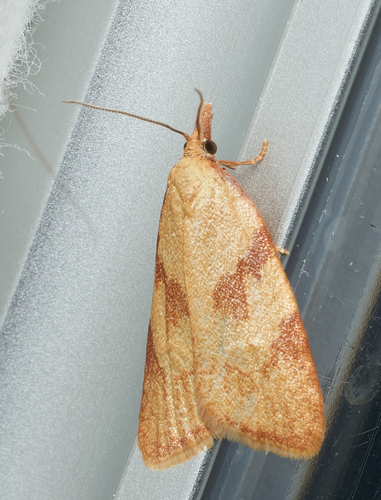 iNaturalist observation photo of Tortricine Ragwort Moth