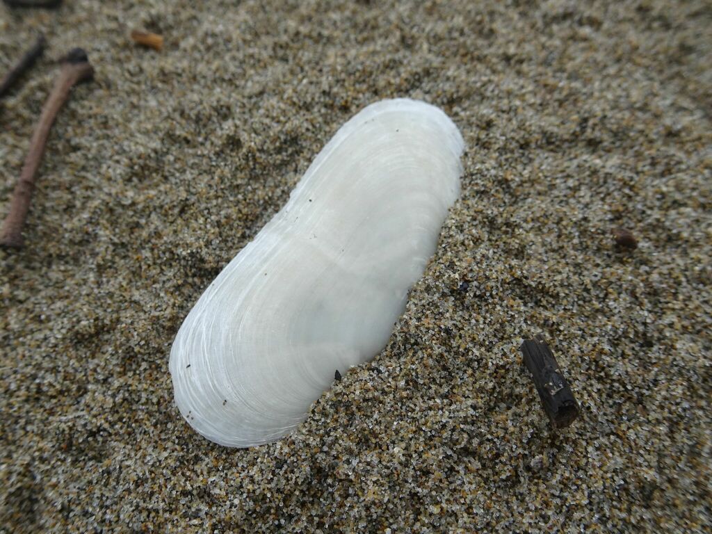 Antique Razor Clam