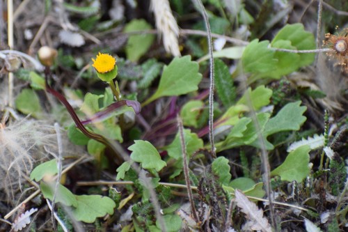 Boreal Groundsel (Packera hyperborealis)