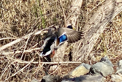 iNaturalist observation photo of Mallard