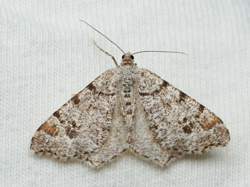iNaturalist observation photo of Macaria