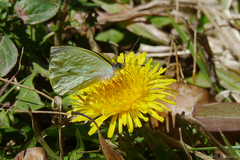 Leptophobia diaguita