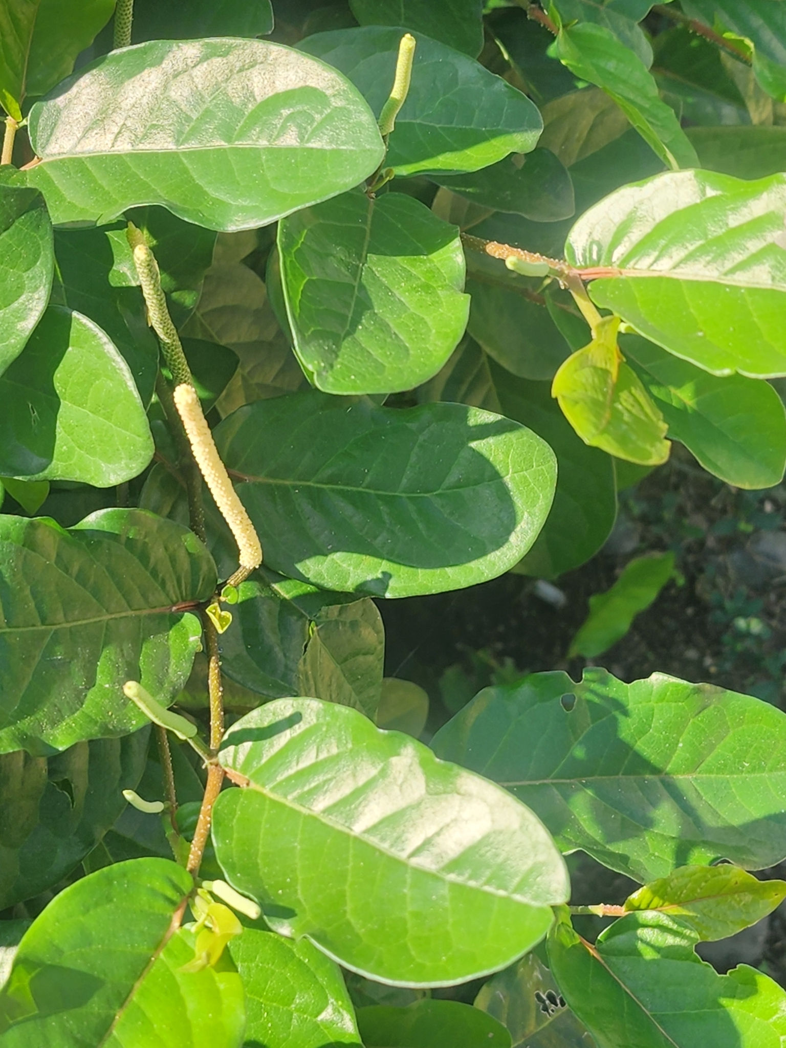 Imagem de Pimenta-de-macaco