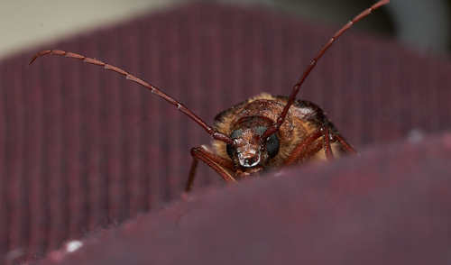 iNaturalist observation photo of Hairy Pine Borer
