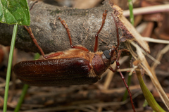 Tragosoma harrisii