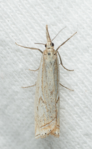 iNaturalist observation photo of Grass-Veneers