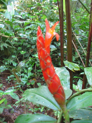Costus pulverulentus