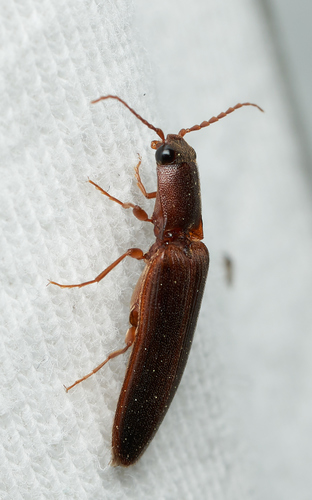 iNaturalist observation photo of Athous