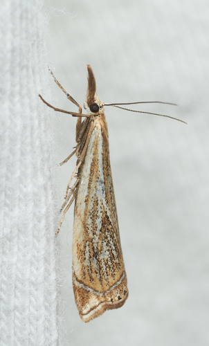 iNaturalist observation photo of Grass-Veneers