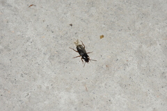 Harpalus griseus