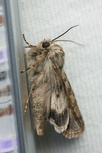 iNaturalist observation photo of Cutworms and Dart Moths