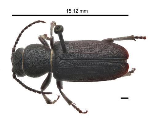Neospondylis upiformis (Mannerheim, 1843)