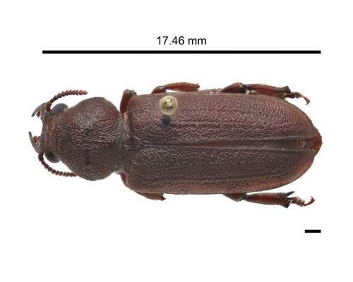 Scaphinus muticus