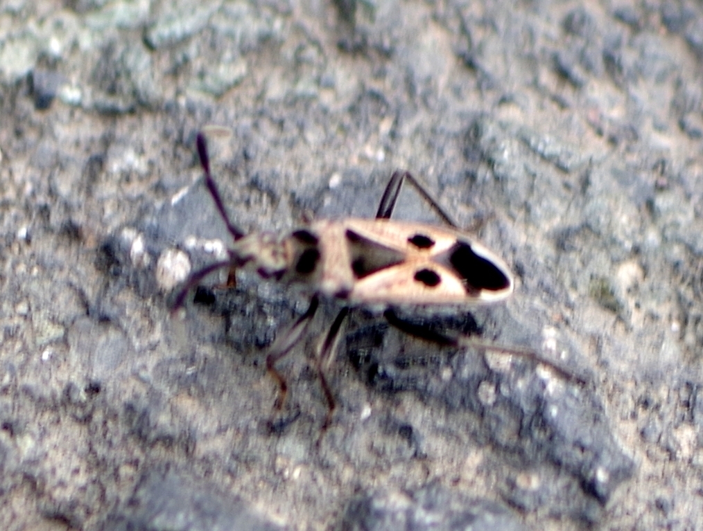 Lasiocoris crassicornis