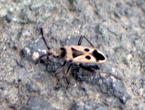Lasiocoris crassicornis