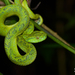 March's Palm Pit Viper - Photo (c) Jonathan Kolby, some rights reserved (CC BY-NC-ND), uploaded by Jonathan Kolby