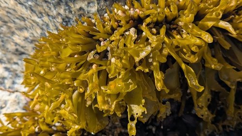 Image of Mazzaella laminarioides by (c) Jon Paul Rodríguez, some rights reserved (CC BY)